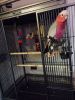 galah cockatoo parrot
