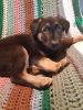 German Shepard pup for sale
