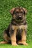 German Sheperd double coat puppy