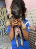 GERMAN SHEPARD PUPPIES FOR SALE 29 days OLD PUPPIES