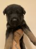 German Sheperd puppies ready for good home