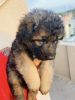 Germen shepherd puppy for sale