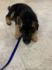 8 weeks old German shepherd puppy AKC shots up to date