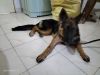 GSD Female For Sale 6 month old