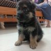 Want to sell 4 german shepherd puppies