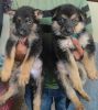 Gsd puppies age 37 days 04 female and 01 male in ajmer