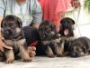 German Shepherd puppies for sale. 100% Best quality breed only 3 Avail
