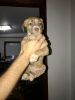 9 week old puppies need home