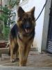 Male GSD for crossing and adoption