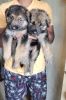 GERMAN SHEPHERD TOP QUALITY FEMALE PUPPIES AVAILABLE