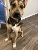 Eight month year-old puppy needs a loving place to call home
