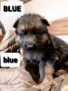GSD puppies for sale in Indiana