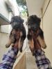Gsd puppies for sale