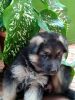 Gsd pup for sale