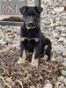 German shepherd puppy -Boss