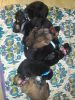 7 new little German Shepard puppies.