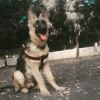 Rocky German Shepherd Dog