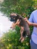 Gsd male puppy long coat available in coimbatore