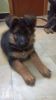 Gsd puppies for sale Hyderabad
