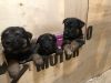 5 German Shepherd Puppies