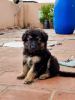 2 months old Kerala imported heavy bone German shepherd male puppy