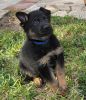Boris German Shepherd Puppy