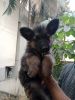GSD pup for sale