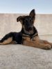 German Shepard puppy for sale 15000/-