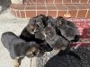 One month puppies