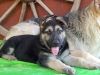 Adorable German Shepherd puppies for sale
