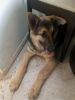 5 month old German Shepherd puppy no ask for it at the a gold five-mon