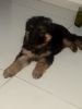 German Shepherd puppy 47 days old 3.78 kg best quality