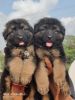 Top quality rich black and tan German shepherd puppies available in ch
