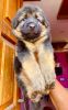 german shepherd long coat puppies for sale