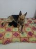 Double coat German shepherd male and female puppies available in luckn