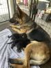 German Shepard puppies akc certified looking for new homes