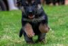 Male German shepherd puppy with Paper for sale