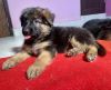 Top quality heavy size double coat German shepherd puppy