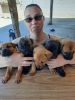 German Shepherd/Pitbull mix puppies for sale