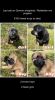German shepherd / Rottweiler mix puppies