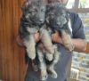 Adopt/buy GSD puppies