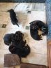 GSD Puppy's for sale