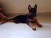 65 days female gsd puppies available