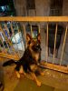 One year old GSD available