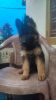 Gsd long coat quality puppies