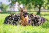 KCI Registered German shephard puppies for sale through all over India