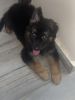 40 days old german shepherd boy available Full coat and bulky boans