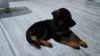 Double coat fine pedigree GSD puppies available for sell