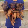 GERMAN SHEPHERD PUPPIES 3- female puppies
