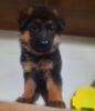 Pure gernan shepherd breed puppies line papers are available